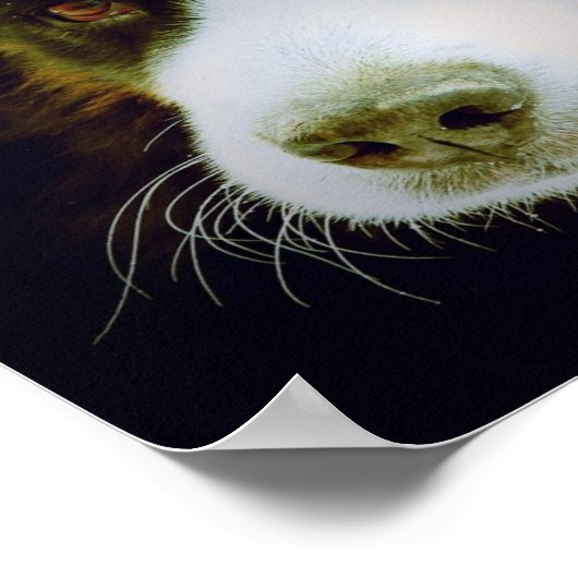 Bernese Mountian Dog Poster (Ecke)