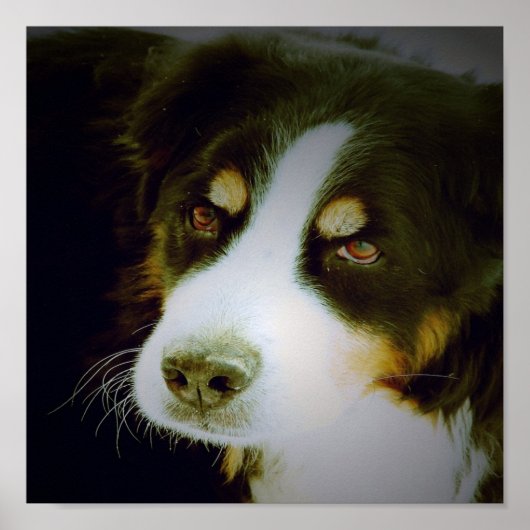 Bernese Mountian Dog Poster (Vorne)