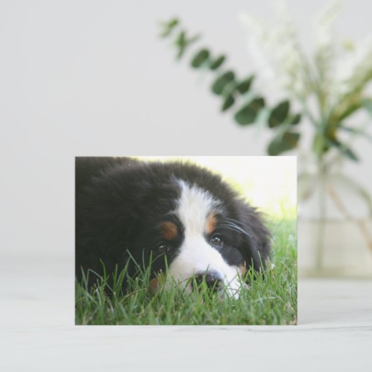 Bernese Puppy Postkarte (Stehend Vorderseite)