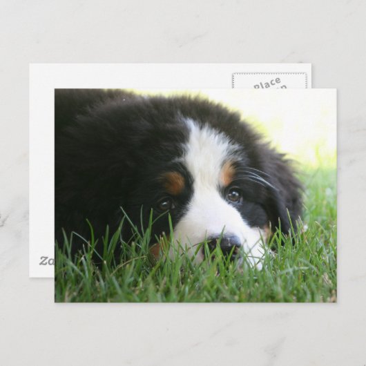 Bernese Puppy Postkarte (Vorne/Hinten)