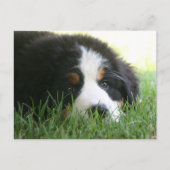 Bernese Puppy Postkarte (Vorderseite)