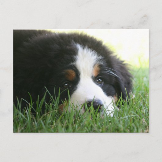Bernese Puppy Postkarte (Vorderseite)