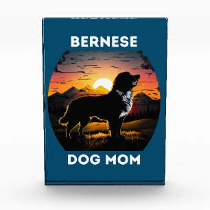 Bernese und die aufstrebende Sonne für die Berner Fotoblock