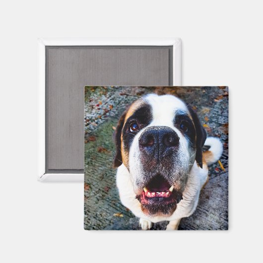 Bernhadiner  magnet (Vorderseite/Rückseite)