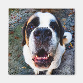 Bernhadiner  magnet (Vorne)