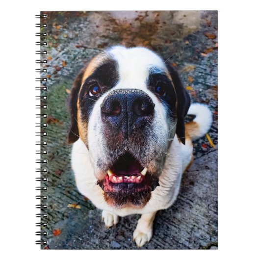 Bernhadiner notizblock (Vorderseite)