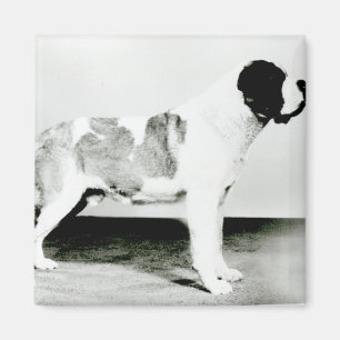 Bernhardiner-Hund Magnet