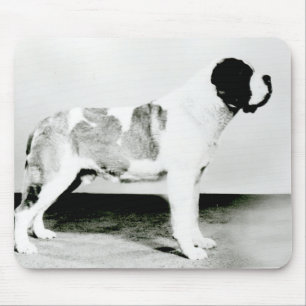 Bernhardiner-Hund Mousepad