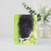 Bernhund auf Gras Dankeskarte (Stehend Vorderseite)