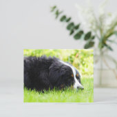 Bernhund auf Gras Postkarte (Stehend Vorderseite)