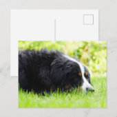 Bernhund auf Gras Postkarte (Vorne/Hinten)