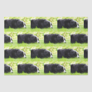 Bernhund auf Gras Seidenpapier