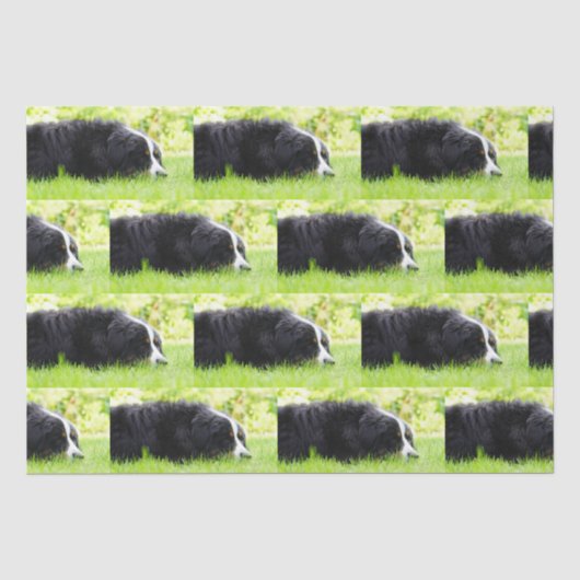 Bernhund auf Gras Seidenpapier (Vorderseite)