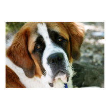 Bernhundeposten