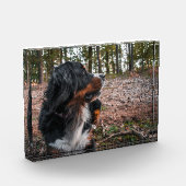 bernischer Berghund im Wald Fotoblock (Links)