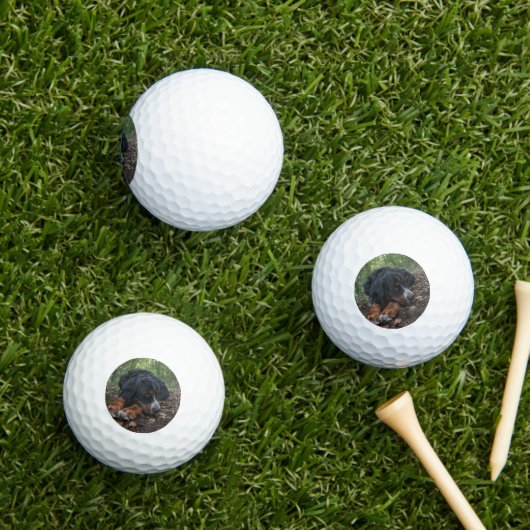 bernischer Berghund im Wald Golfball (Insitu Gras)