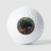 bernischer Berghund im Wald Golfball (Vorderseite)
