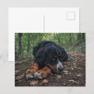 bernischer Berghund im Wald Postkarte