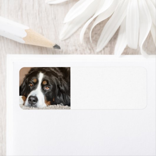 bernischer Hund (Insitu)