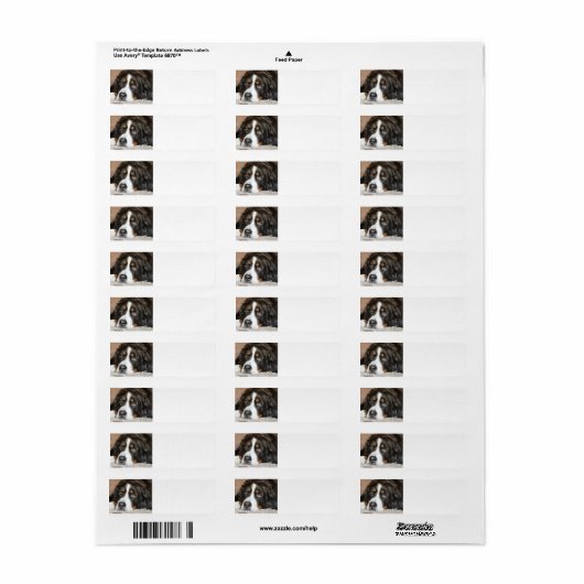 bernischer Hund (Vorne)