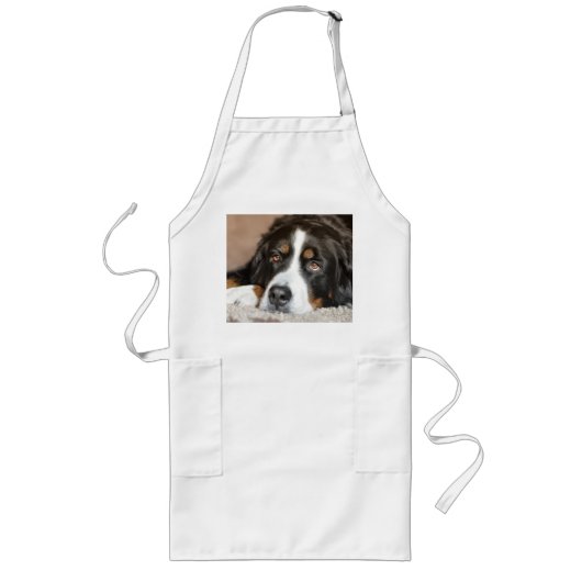 bernischer Hund Lange Schürze (Vorne)