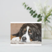 bernischer Hund Postkarte (Stehend Vorderseite)