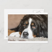 bernischer Hund Postkarte (Vorne/Hinten)