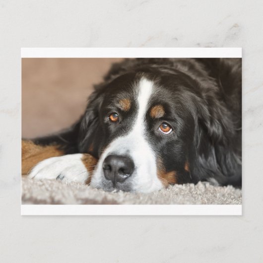 bernischer Hund Postkarte (Vorderseite)