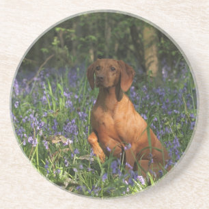 Bernsteinfarbig Getränkeuntersetzer