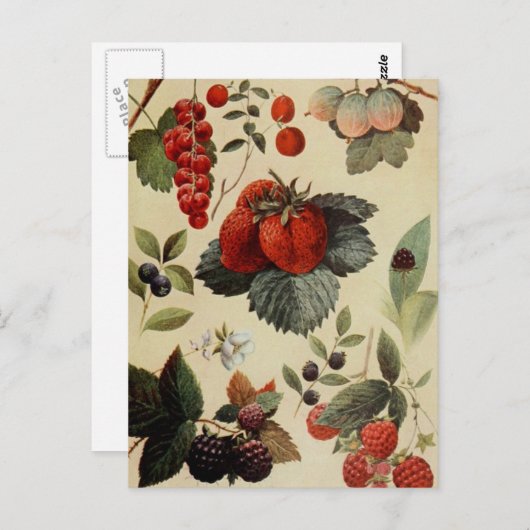 BERRIES BERRIES Postcard Postkarte (Vorne/Hinten)