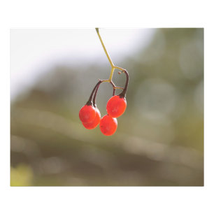 Berries fallen. fotodruck
