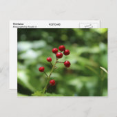 Berries im Berg Postkarte (Vorne/Hinten)