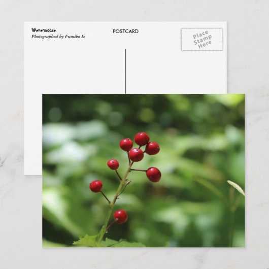 Berries im Berg Postkarte (Vorne/Hinten)