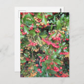 Berries im Park Postkarte (Vorne/Hinten)