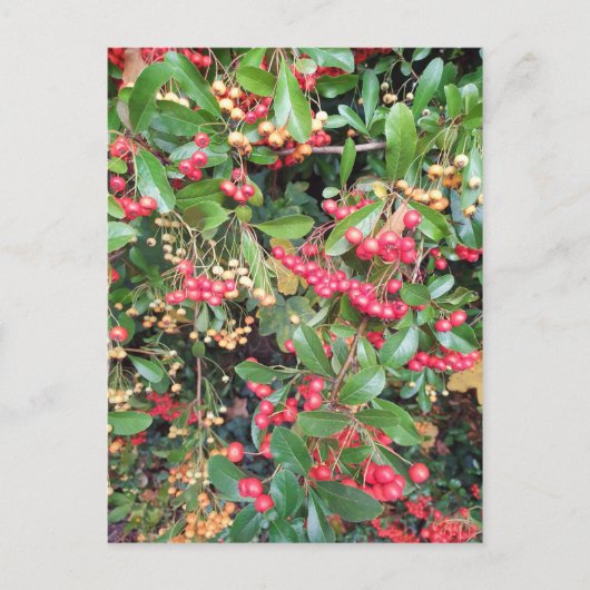 Berries im Park Postkarte (Vorderseite)