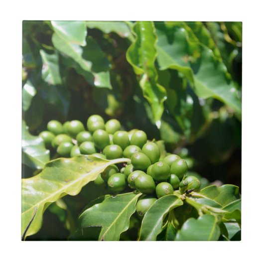 Berries Keramik Tile Fliese (Vorderseite)