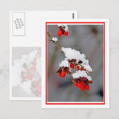 Berries mit Schnee Postkarte (Vorne/Hinten)