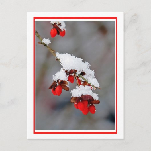 Berries mit Schnee Postkarte (Vorderseite)