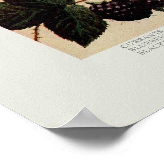 Berries Poster (Ecke)