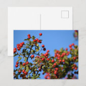 Berries Postkarte (Vorne/Hinten)