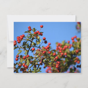 Berries Postkarte