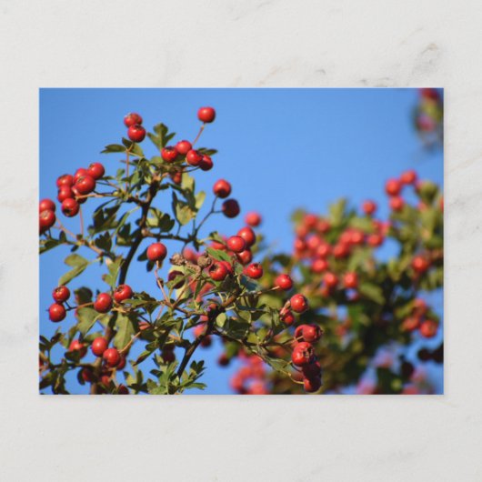 Berries Postkarte (Vorderseite)