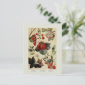 Berries Postkarte (Stehend Vorderseite)