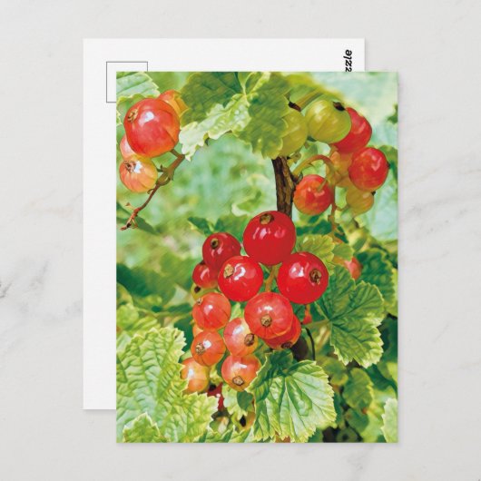 Berries Red Currant Postcard Postkarte (Vorne/Hinten)