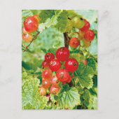 Berries Red Currant Postcard Postkarte (Vorderseite)