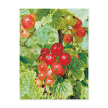Berries Red Currant Postcard