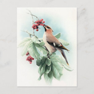 Berries zum Essen Postkarte