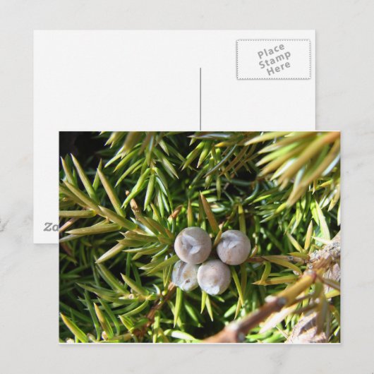 Berry Baubles Postkarte (Vorne/Hinten)