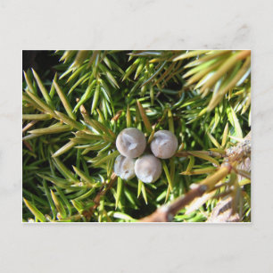 Berry Baubles Postkarte