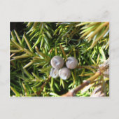 Berry Baubles Postkarte (Vorderseite)